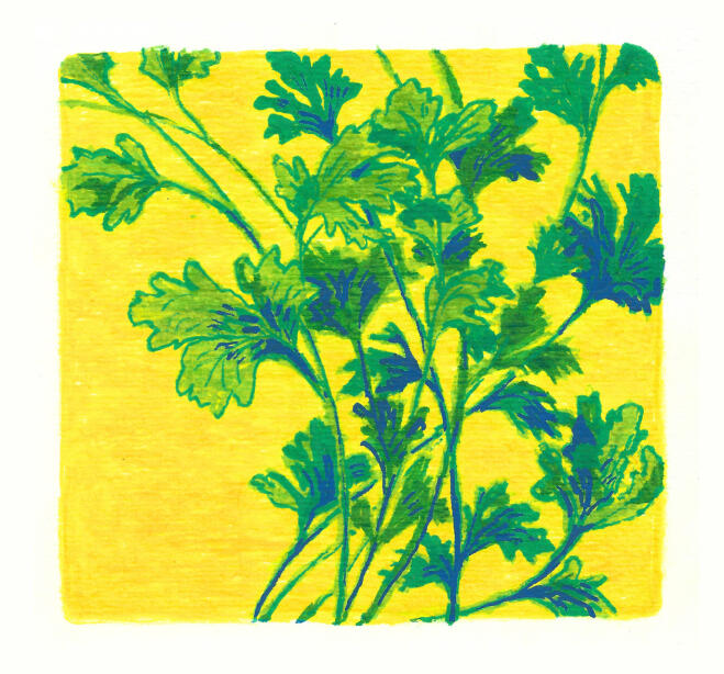 cilantro - acrylic and watercolor
